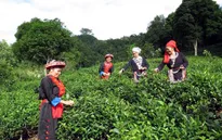 Hiệu quả của chương trình xóa đói giảm nghèo ở Bắc Kạn