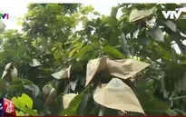 Nông dân lỗ nặng vì tin đồn túi bao xoài nhiễm hóa chất độc