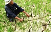 Biến đổi khí hậu ở ĐBSCL đang diễn ra nhanh hơn dự báo