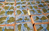 Bộ Công an đề nghị xem "lá Khat" là ma túy