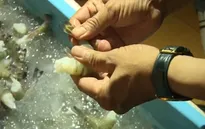 Gia tăng tình trạng bơm tạp chất vào tôm