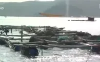 Phú Yên: Cá bớp nuôi bị chết do nhiễm vi khuẩn