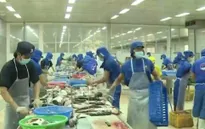 Không có chuyện thiếu hụt cá tra nguyên liệu