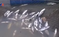 Hà Tĩnh: Rét đậm, cá nuôi lồng bè chết hàng loạt