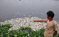 Cá chết hàng loạt tại An Giang, Đồng Tháp do nước nhiễm hóa chất