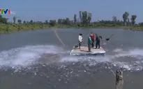 Tin thiếu cá tra nguyên liệu trầm trọng là không có cơ sở