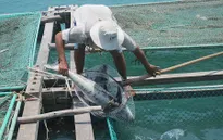 Ngư dân Lăng Cô khôi phục sản xuất sau vụ cá chết hàng loạt