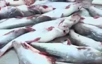 Không nên mở rộng diện tích nuôi cá tra