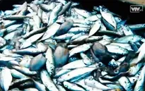 Toàn cảnh vụ việc cá chết bất thường tại miền Trung
