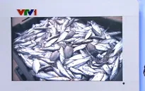 Cá chết vẫn tiếp diễn ở Hà Tĩnh