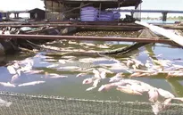 Đồng Nai: Sông La Ngà ô nhiễm, người dân kéo bè ngược sông cứu cá
