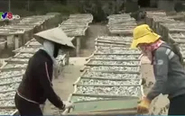 Quảng Nam: Hải sản khô rớt giá, ngư dân gặp khó