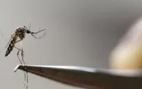 Hong Kong (Trung Quốc) có ca nhiễm virus Zika đầu tiên