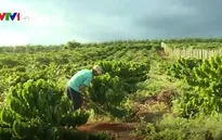 Nông dân khó tiếp cận vốn vay tái canh cà phê