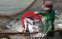 Người nuôi cá tra ở ĐBSCL gặp nhiều khó khăn