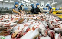 Xuất khẩu cá tra sang Trung Quốc tăng