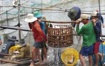 Giải pháp bền vững cho ngành cá tra