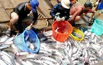 Giá cá tra nguyên liệu xuống thấp