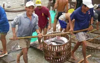 Trung Quốc đột ngột giảm mua, DN và người nuôi cá tra thận trọng