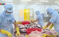 Giá cá tra nguyên liệu tại ĐBSCL tăng vọt