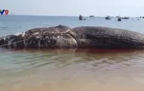 Ngư dân đảo Phú Quý an táng cá voi gần 70 tấn chết trôi dạt trên biển
