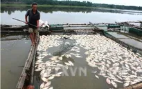 Nghiêm cấm sử dụng cá chết làm thực phẩm