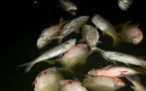 Cá chết hàng loạt tại hồ Linh Đàm, Hà Nội