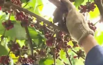 Xuất khẩu cà phê có chỉ dẫn địa lý gặp khó