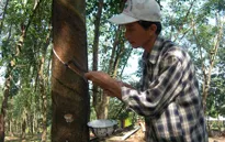 Campuchia sẽ tạo mọi điều kiện để doanh nghiệp Việt đầu tư trồng cao su