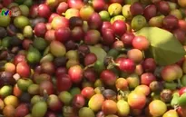 Hỗ trợ 54 tấn phân bón trồng cà phê