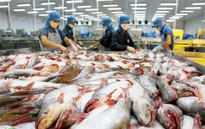 Xuất khẩu cá tra tăng mạnh