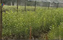 Người trồng cây cảnh, hoa Tết chật vật trong giá lạnh kỷ lục