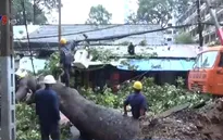 TP.HCM: Mưa lớn, cây cổ thụ bật gốc đè vào nhà dân