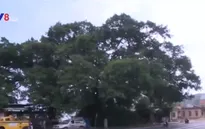 Phát huy giá trị cây di sản trong khai thác du lịch
