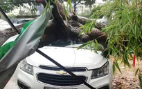 Cây xanh bật gốc đè trúng 3 ô tô ở TP.HCM