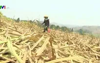 Gia Lai: Hạn hán kéo dài, mía chết cháy