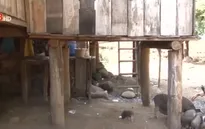 Ô nhiễm môi trường do chăn nuôi dưới gầm nhà sàn