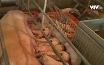 Hà Nam phát triển các mô hình chăn nuôi dùng kháng sinh theo quy chuẩn