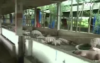 Đồng Nai ngưng cấp điện cho các hộ chăn nuôi gây ô nhiễm