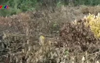 Nguy cơ cháy rừng tái diễn tại Nghệ An