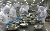 Nhiều nhà máy chế biến thủy sản ở Cà Mau thiếu tôm nguyên liệu