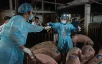 TP.HCM phát hiện thịt lợn dương tính với chất cấm