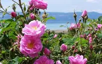 Hoa hồng Damask dần biến mất bởi nội chiến Syria