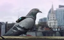 Chim bồ câu giám sát ô nhiễm không khí ở London