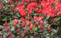 Không khí sắm Tết tại phiên chợ Bưởi