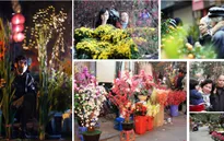 Nhộn nhịp không khí chợ hoa Tết Bính Thân 2016 tại Hà Nội