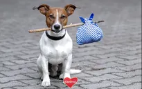 Chó, mèo là những động vật bị bỏ rơi nhiều nhất