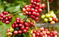Xúc tiến thương mại công bằng tại Việt Nam