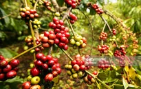 Giá cà phê giảm mạnh