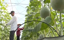 TP.HCM sẽ đầu tư thêm 2 khu nông nghiệp công nghệ cao